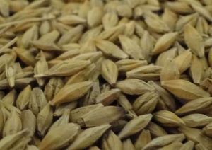 Siejemy słowa jak ziarna