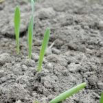 Siejemy słowa jak ziarna 1