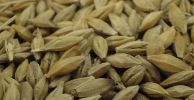 Siejemy słowa jak ziarna